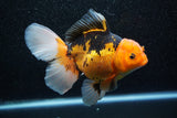 Thai Oranda  Tricolor 5.5 Inch (ID#1011To6c-102)