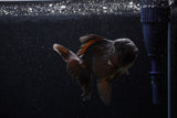 Thai Oranda  Black 4.5 Inch (ID#214T5c-70) Free2Day SHIPPING