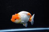 Juvenile Lionchu  Red White 4 Inch (ID#1108R11b-22) Free2Day SHIPPING