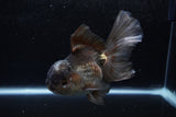 Thai Oranda  Panda 5.5 Inch (ID#1213To6b-92)