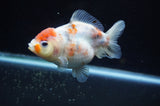 Yuan Bao Oranda  Calico 4 Inch (ID#228Yb10b-62) Free2Day SHIPPING