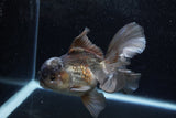 Thai Oranda  Panda 5.5 Inch (ID#1213To6b-92)