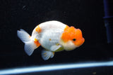 Juvenile Lionchu  Red White 4 Inch (ID#1108R11b-22) Free2Day SHIPPING