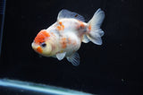 Yuan Bao Oranda  Calico 4 Inch (ID#228Yb10b-62) Free2Day SHIPPING