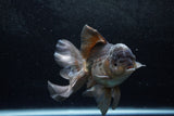 Thai Oranda  Panda 5.5 Inch (ID#1213To6b-92)