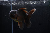 Thai Oranda  Black 4.5 Inch (ID#214T5c-70) Free2Day SHIPPING
