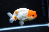 Juvenile Lionchu  Red White 4 Inch (ID#1108R11b-22) Free2Day SHIPPING