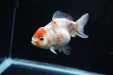 Yuan Bao Oranda  Calico 4 Inch (ID#228Yb10b-62) Free2Day SHIPPING