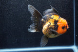 Thai Oranda  Red Black 5.5 Inch (ID#1011To6b-103)