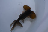 Bubble Eye  Chocolate 4 Inch (ID#404Be12c-73) Free2Day SHIPPING