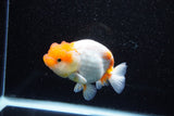 Juvenile Lionchu  Red White 4 Inch (ID#1108R11b-22) Free2Day SHIPPING