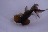 Bubble Eye  Chocolate 4 Inch (ID#404Be12c-73) Free2Day SHIPPING