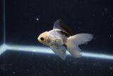 Baby Thai Oranda  Panda 3 Inch (ID#1203ToPTA-23) Free2Day SHIPPING