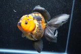 Thai Oranda  Red Black 5.5 Inch (ID#1011To6c-103)