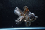 Thai Oranda  Panda 5.5 Inch (ID#1213To6b-92)