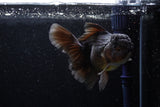Thai Oranda  Black 4.5 Inch (ID#214T5c-70) Free2Day SHIPPING