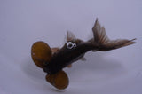Bubble Eye  Chocolate 4 Inch (ID#404Be12c-73) Free2Day SHIPPING
