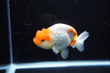 Juvenile Lionchu  Red White 4 Inch (ID#1108R11b-22) Free2Day SHIPPING