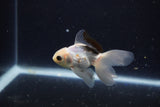 Baby Thai Oranda  Panda 3 Inch (ID#1203ToPTA-23) Free2Day SHIPPING