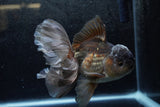 Thai Oranda  Panda 5.5 Inch (ID#1213To6b-92)