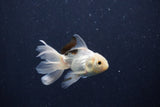 Baby Thai Oranda  Panda 3 Inch (ID#1203ToPTA-23) Free2Day SHIPPING