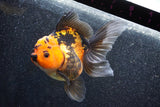 Thai Oranda  Red Black 5.5 Inch (ID#1011To6b-103)