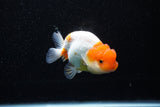 Juvenile Lionchu  Red White 4 Inch (ID#1108R11b-22) Free2Day SHIPPING