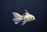 Baby Thai Oranda  Panda 3 Inch (ID#1203ToPTA-23) Free2Day SHIPPING