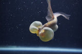 Bubble Eye  Chocolate 3.5 Inch (ID#404Be12c-74) Free2Day SHIPPING