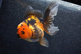 Thai Oranda  Red Black 5.5 Inch (ID#1011To6c-103)