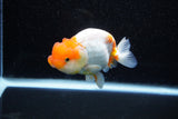 Juvenile Lionchu  Red White 4 Inch (ID#1108R11b-22) Free2Day SHIPPING