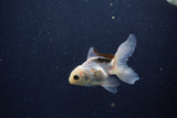 Baby Thai Oranda  Panda 3 Inch (ID#1203ToPTA-23) Free2Day SHIPPING