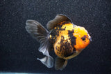 Thai Oranda  Red Black 5.5 Inch (ID#1011To6c-103)