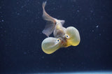 Bubble Eye  Chocolate 3.5 Inch (ID#404Be12c-74) Free2Day SHIPPING