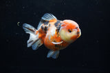 Yuan Bao Oranda  Calico 4 Inch (ID#228Yb10b-63) Free2Day SHIPPING