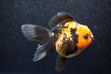 Thai Oranda  Red Black 5.5 Inch (ID#1011To6c-103)