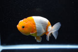 Juvenile Lionchu  Red White 3.5 Inch (ID#1112R11b-13) Free2Day SHIPPING