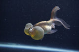 Bubble Eye  Chocolate 3.5 Inch (ID#404Be12c-74) Free2Day SHIPPING