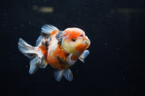 Yuan Bao Oranda  Calico 4 Inch (ID#228Yb10b-63) Free2Day SHIPPING