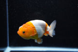 Juvenile Lionchu  Red White 3.5 Inch (ID#1112R11b-13) Free2Day SHIPPING