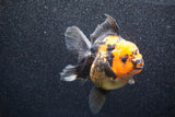 Thai Oranda  Red Black 5.5 Inch (ID#1011To6b-103)