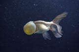 Bubble Eye  Chocolate 3.5 Inch (ID#404Be12c-74) Free2Day SHIPPING