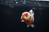 Yuan Bao Oranda  Calico 4 Inch (ID#228Yb10b-63) Free2Day SHIPPING