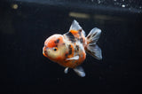 Yuan Bao Oranda  Calico 4 Inch (ID#228Yb10b-63) Free2Day SHIPPING