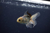 Baby Thai Oranda  Panda 3 Inch (ID#1203ToPTA-23) Free2Day SHIPPING