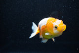 Juvenile Lionchu  Red White 3.5 Inch (ID#1112R11b-13) Free2Day SHIPPING