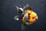 Thai Oranda  Red Black 5.5 Inch (ID#1011To6c-103)