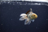 Baby Thai Oranda  Panda 3 Inch (ID#1203ToPTA-23) Free2Day SHIPPING