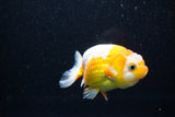 Juvenile Lionchu  Red White 3.5 Inch (ID#1112R11b-13) Free2Day SHIPPING