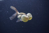 Bubble Eye  Chocolate 3.5 Inch (ID#404Be12c-74) Free2Day SHIPPING